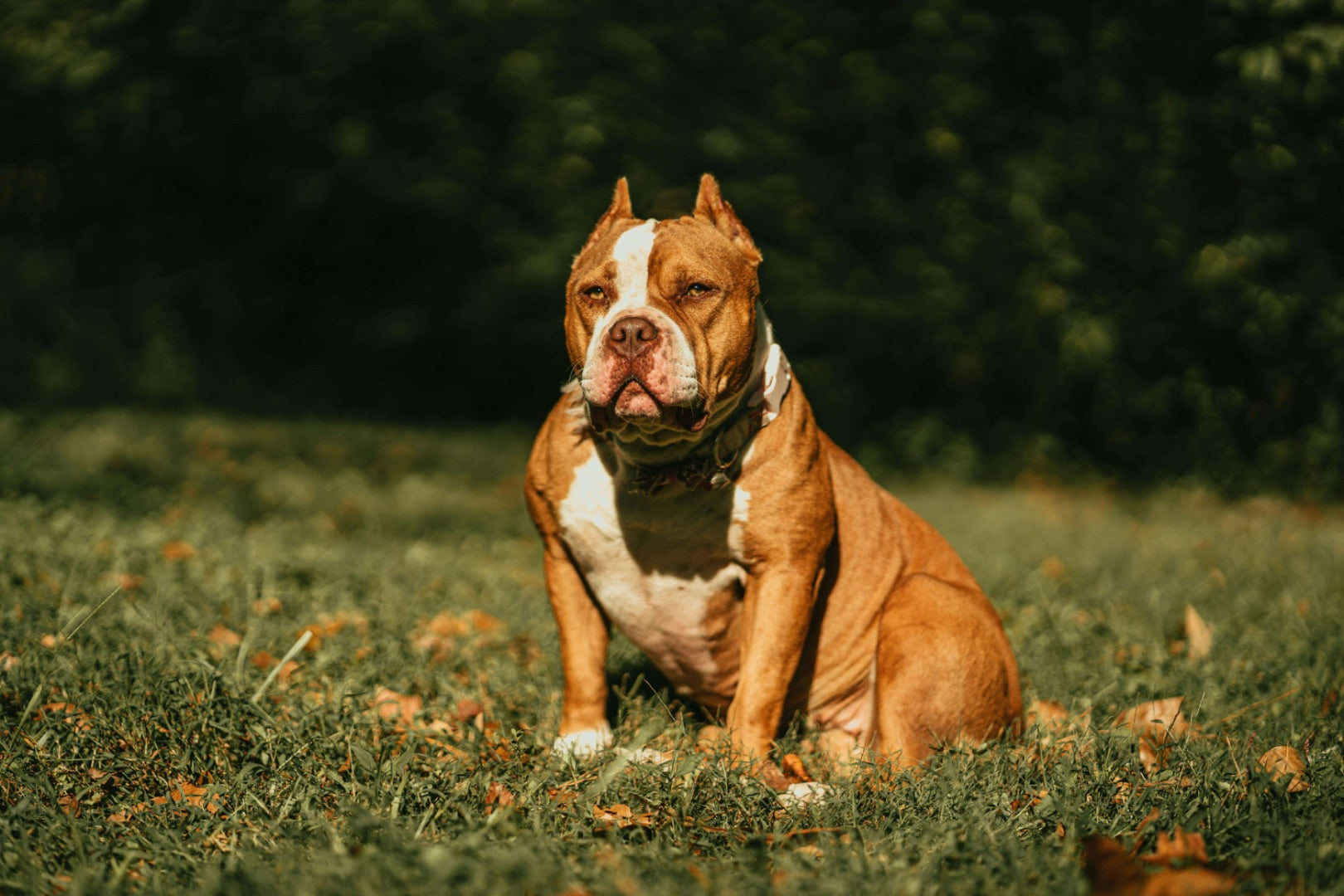 Beast Arsenal Muscle Gain Soft Chews for Dogs