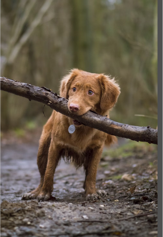 Soothes Nervous Pets