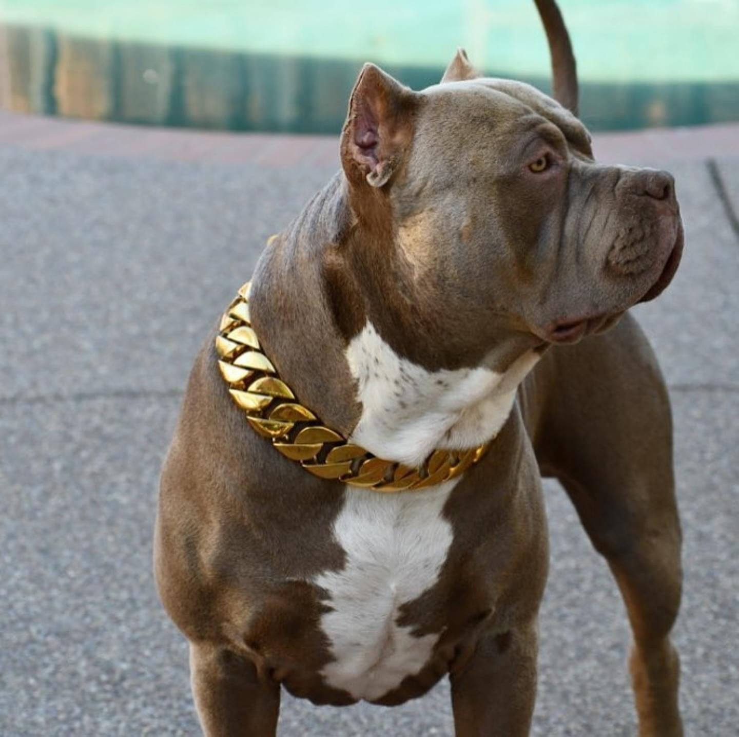 HDK LUX Signature Dog Collar (Honey Cuban)