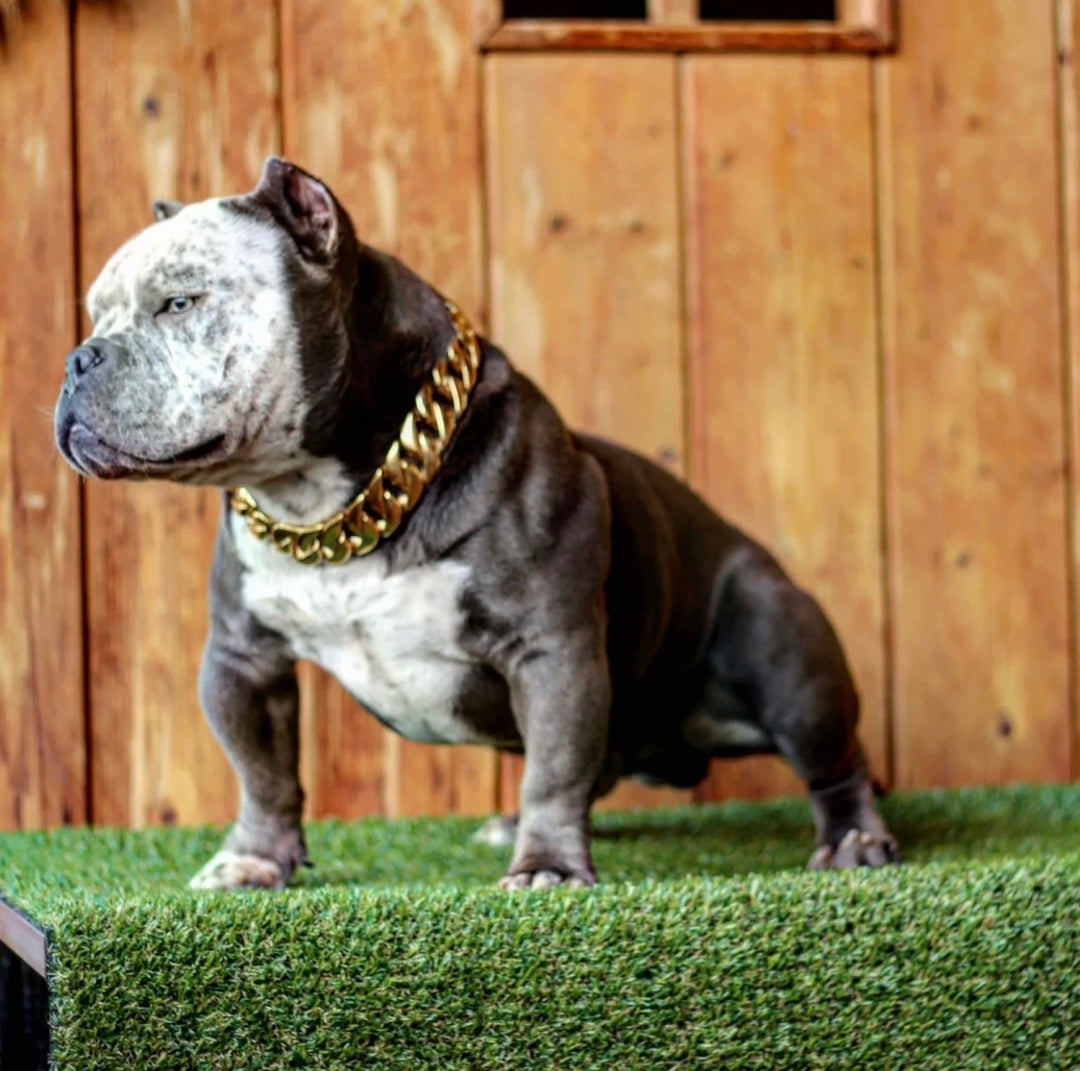 HDK LUX Signature Dog Collar (Honey Cuban)
