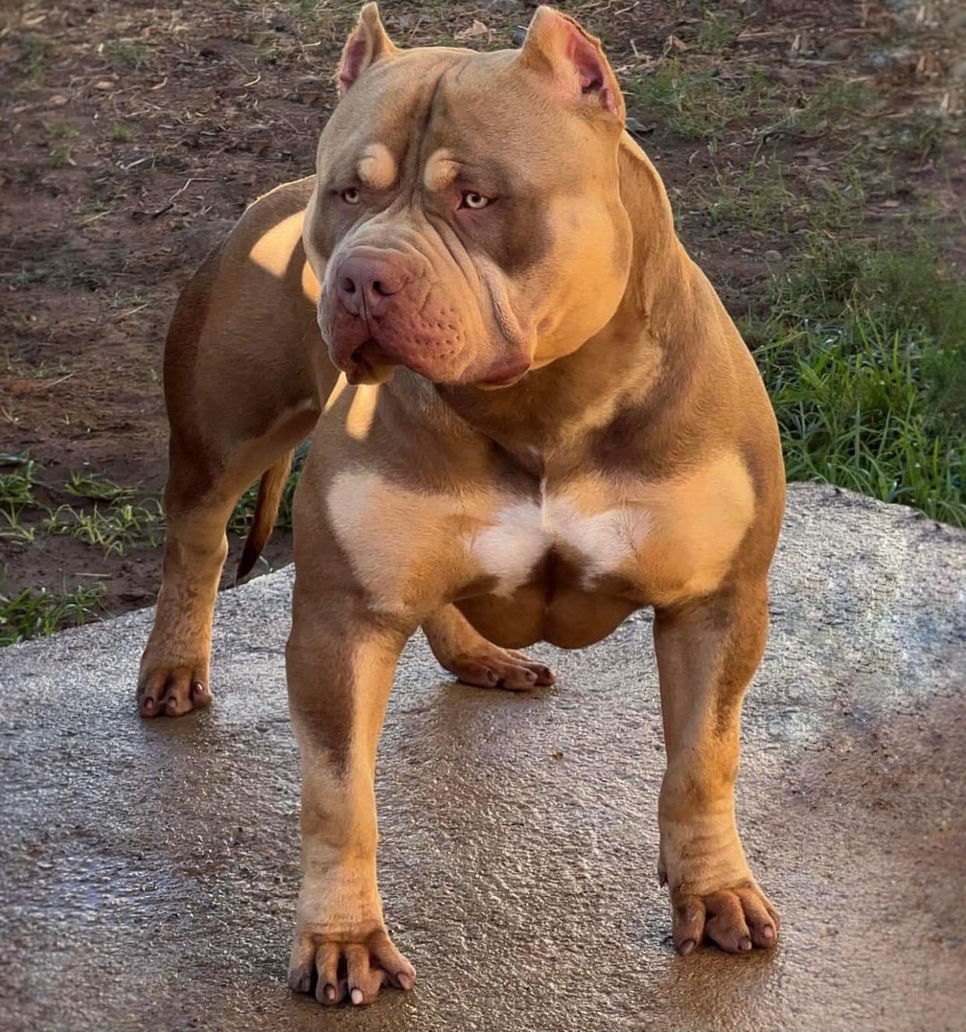 Muscle Gain for Dogs - Muscle Development, Strength, Performance & Recovery for Dogs